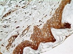 NUT Antibody (1G6) - Azide and BSA Free, Novus Biologicals 0.1 mg; Unconjugated:Antibodies,